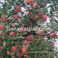 /msite/products/detail/productid/59942540/id/542998.html